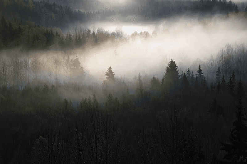 kuvituskuva sumuisesta metsästä