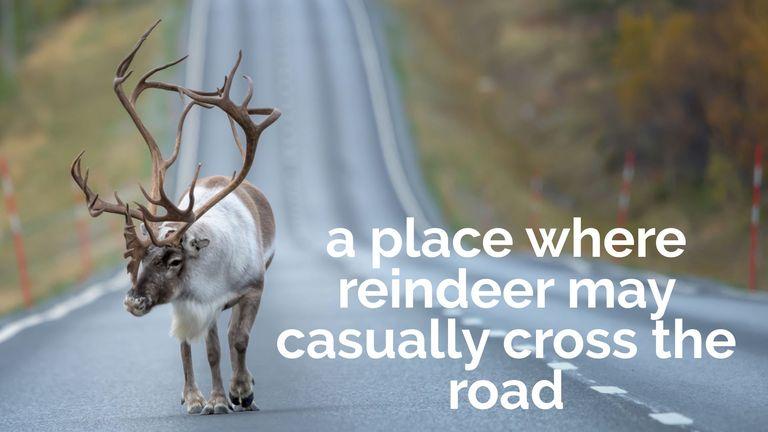 a place of reindeers